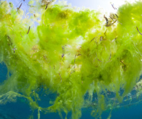Anti-algues