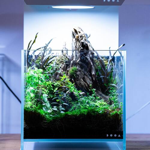 instagram-9 Chez swiss aqua shop nous en avons fait une spécialité ,
Découvrez toute notre gamme de wabi kusa dans notre showroom à Lausanne. 
#wabikusawall #wabikusatank #greenplants #aquaticplants #terrarium #plantedtank #aquascaping #plantartstudio #wabikusa #swissaqua #tropicaplants #plantetropicale