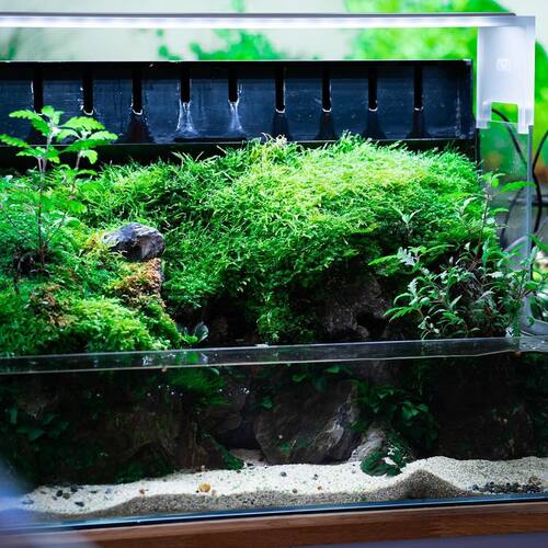 instagram-5 Ça paraît incroyable comment certaines plantes arrivent à refaire surface plusieurs mois plus tard.
En voici l’exemple avec l’ Hygrophila pinnatifida 
#wabikusa #aquascape #aquascaping #aquarium #plantedtank #terrarium #paludarium #natureaquarium #moss #plantedaquarium #fishtank #vivarium #nature #aquascaper #aquariumhobby #hardscape #aquadesignamano #plants #iwagumi #ada #dooa #aquaticplants #nanotank #freshwateraquarium #neocaridina #shrimp #freshwatertank #shrimptank #bettafish #caridina