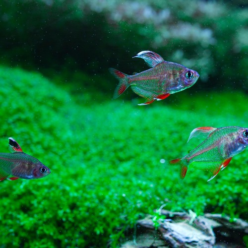 instagram-13 The Characidae family are fish that are very interesting to place in a typical population in an aquascaping tank

#aquarium #fish #fishtank #aquascape #aquariumhobby #reef #aquascaping #freshwateraquarium #plantedtank #aquariumfish #aquariums #aquariumlife #tropicalfish #reeftank #plantedaquarium #aquariumsofinstagram #nature #freshwater #cichlids #fishkeeping #natureaquarium #coral #cichlid #bettafish #freshwaterfish #aquascaper #betta #freshwatertank #shrimp #saltwateraquarium
