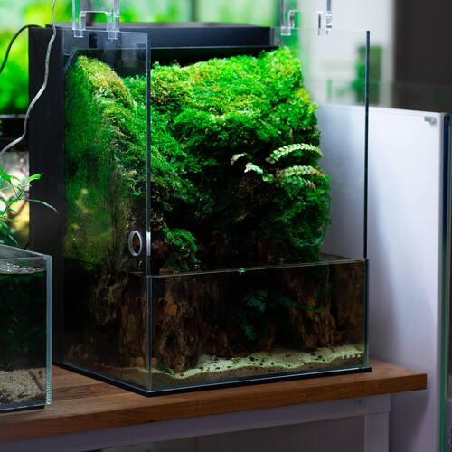 instagram-5 Les avantages de ce système permet de coupler à la fois la partie terra et aquatique 
#wabikusa #terrarium #aquaterrarium #terrascape #aquascaping #plantedtank #terrascaping #moss #tropicamoss