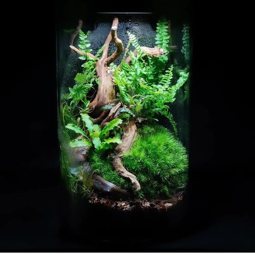 instagram-2 La gamme bioloark est parfaite pour réaliser des terrariums en tout genre,
Que ce soit avec des plantes aquatiques ou terrestres.
Ambassador @terrabro.ch  @terrascape_official  @gaetan_rup @jebobo63 @njordscape @j_north_aquascaping @talesfromthemancave  #