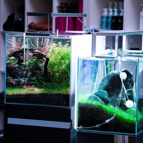 instagram-8 Selon vous qu’elle est la taille  de bac idéale pour faire de l aquascaping? 

#aquarium #plantedtank #plantedaquariumsofinstagram #aquascapingworld #iaplc #wabikusa #iwagumi #aquadesingamano #hardscape #aquariumeaudouce #guppies #scalaire