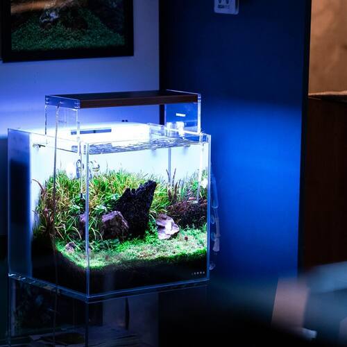 instagram-10 Notre Aqua 30 de chez dooa est toujours splendide,
15 minutes d’entretien par semaine et le tour est joué 
#dooaneoglassair #aquadesingamano #aquascaping #hardscape #aquarium #aquariumeaudouce #plantes #plantedtank