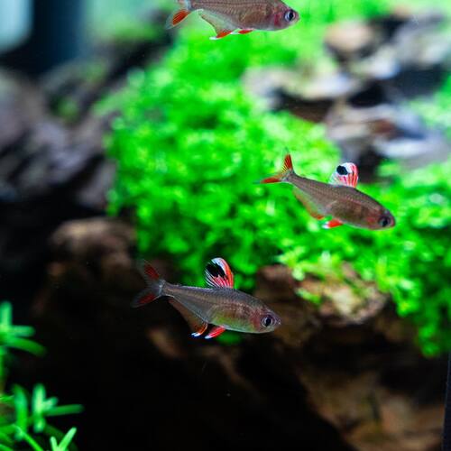 instagram-4 Dans l’aquascaping nous mettons pas en avant que les plantes et le hardscape,
Mais aussi les poissons 😊

#aquascaping #aquascape #aquarium #plantedtank #aquariumhobby #fishtank #plantedaquarium #natureaquarium #aquascaper #fish #freshwateraquarium #aquariums #aquariumlife #aquariumfish #nature #aquaticplants #aquariumsofinstagram #fishkeeping #tropicalfish #freshwatertank #freshwater #nanotank #plants #aquariumplants #hardscape #shrimp #aquascapes #nanoaquarium #aquascapeindonesia #shrimptank