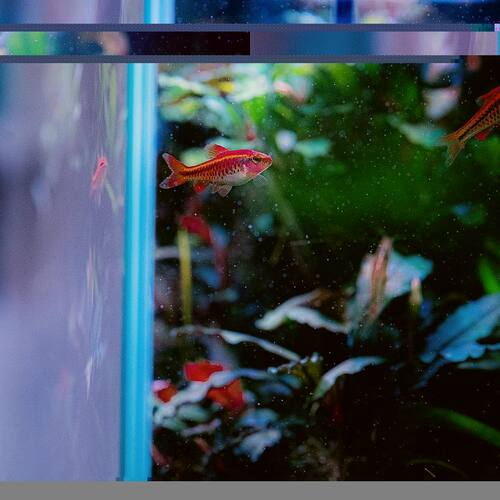 instagram-6 Voici des parfaits compagnons pour vos aquariums de plus de 70 litres.
Le barbu titteya, comptez 5 à 6 individus.
#barbutitteya #fish #fishtank #aquascaping #fishaquarium #poisson #poissonaquarium #fishroom #barbufish #tropicaplants